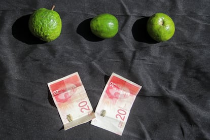 Estas tres guayabas cuestan unos 10 euros. "En Gaza no entran semillas, fertilizantes ni ningún tipo de materia prima para relanzar los cultivos", afirma Zaqut. A todo eso se suma el problema del agua, que escasea y la poca que hay no se puede usar en regar.
En mayo, Israel cerró Rafah, la terminal fronteriza con Egipto por la que ingresaba la mayoría de ayuda humanitaria a Gaza. Ahora, se usa otro paso, llamado Kerem Shalom. Del 1 al 25 de agosto entraron en Gaza 1.713 camiones de ayuda humanitaria. En abril, superaron los 5.000.
"La ofensiva israelí tiene muchas caras, pero todas nos llevan a la muerte. ¿Por qué no dejan que los camiones lleguen al norte?", se pregunta Zaqut.