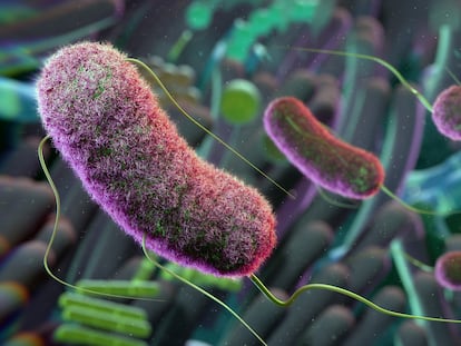 Illustration of gut microbes that affect health